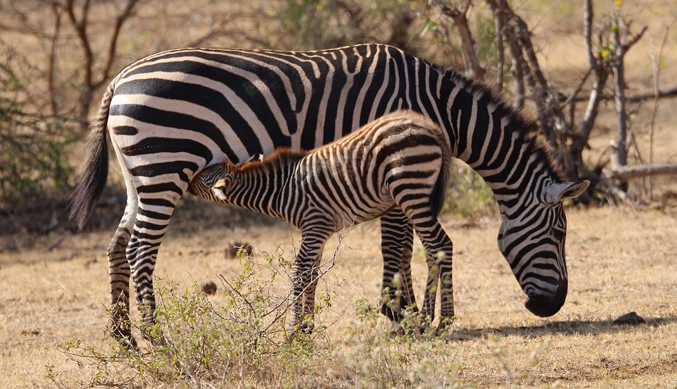 Steppenzebras