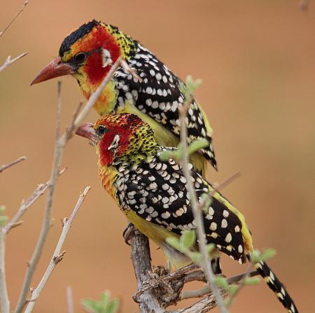 Flammenkopf Bartvogel