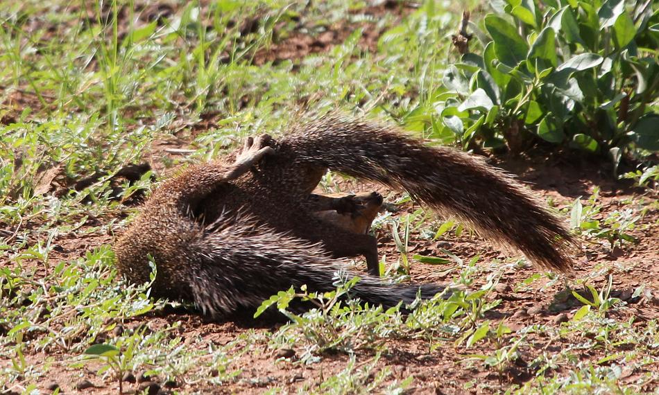 Borstenhörnchen