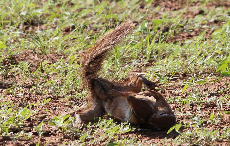 Borstenhörnchen