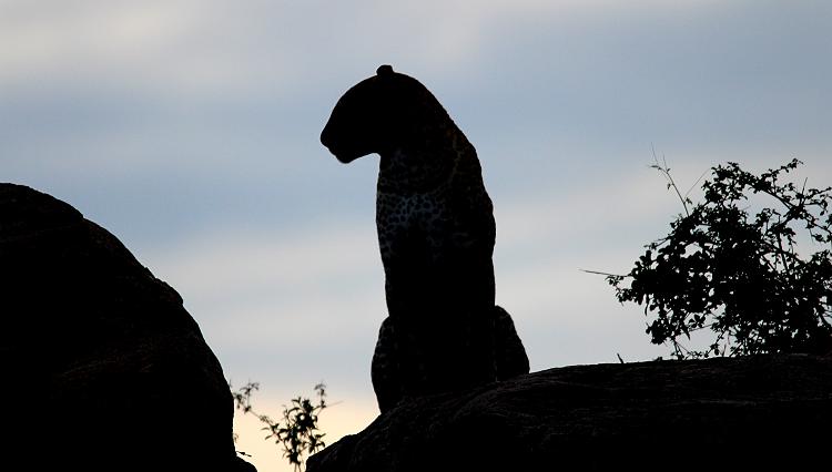 Leopard 0,1 Samburu