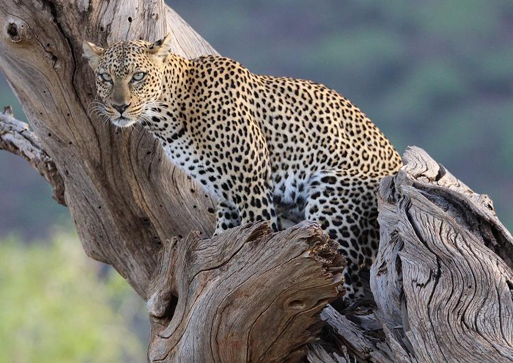 Leopard 0,1