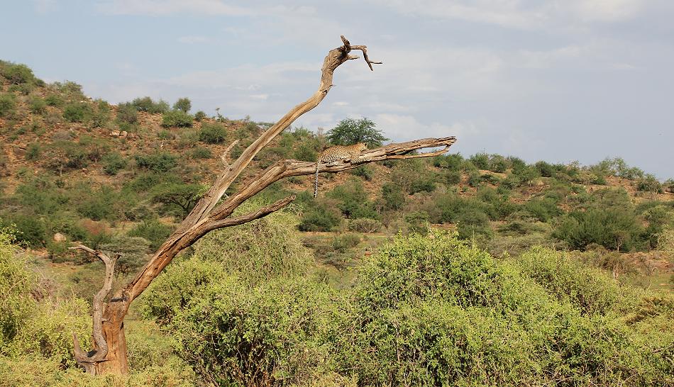 Leopard 0,1 Samburu