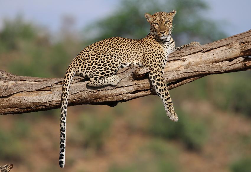 Leopard 0,1 Samburu