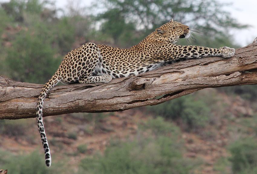 Leopard 0,1 Samburu