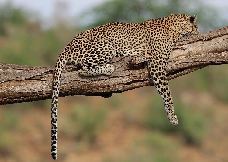 Leopard 0,1 Samburu