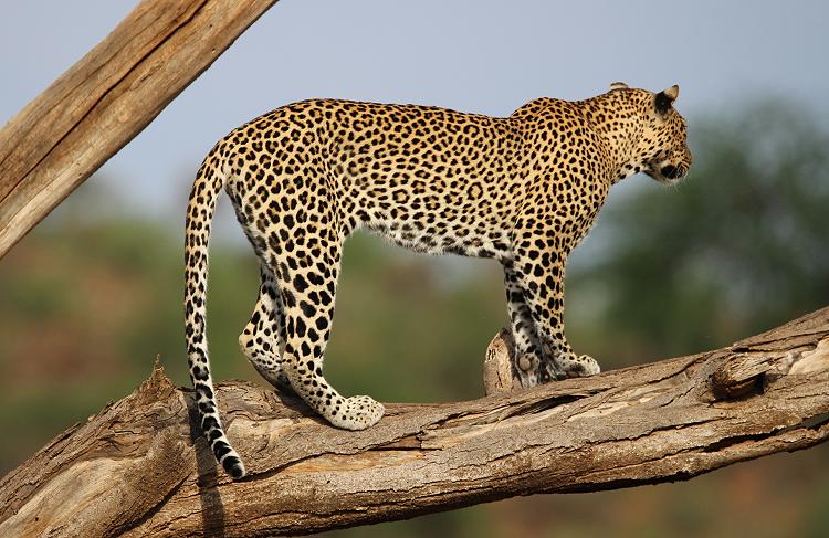 Leopard 0,1 Samburu