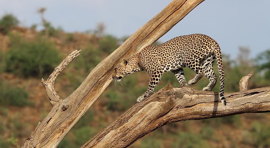 Leopard 0,1 Samburu