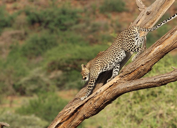 Leopard 0,1 Samburu