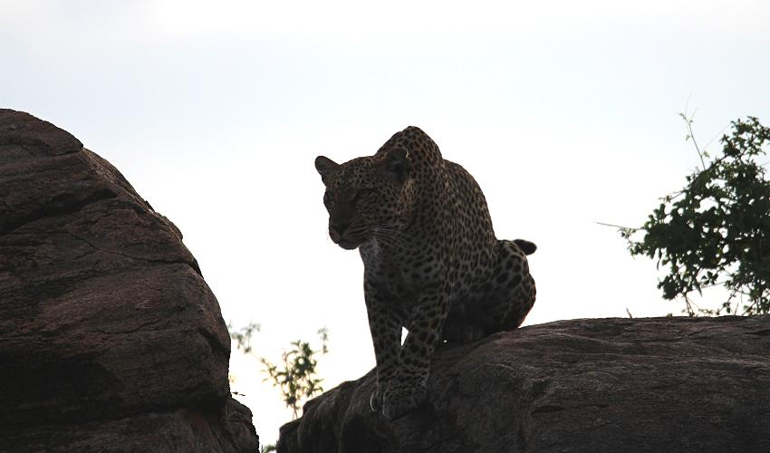 Leopard 0,1 Samburu