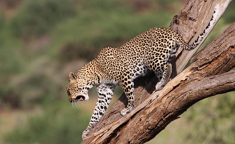 Leopard 0,1 Samburu
