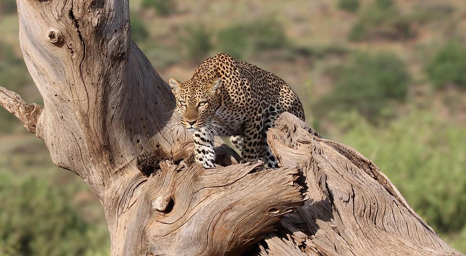 Leopard 0,1 Samburu