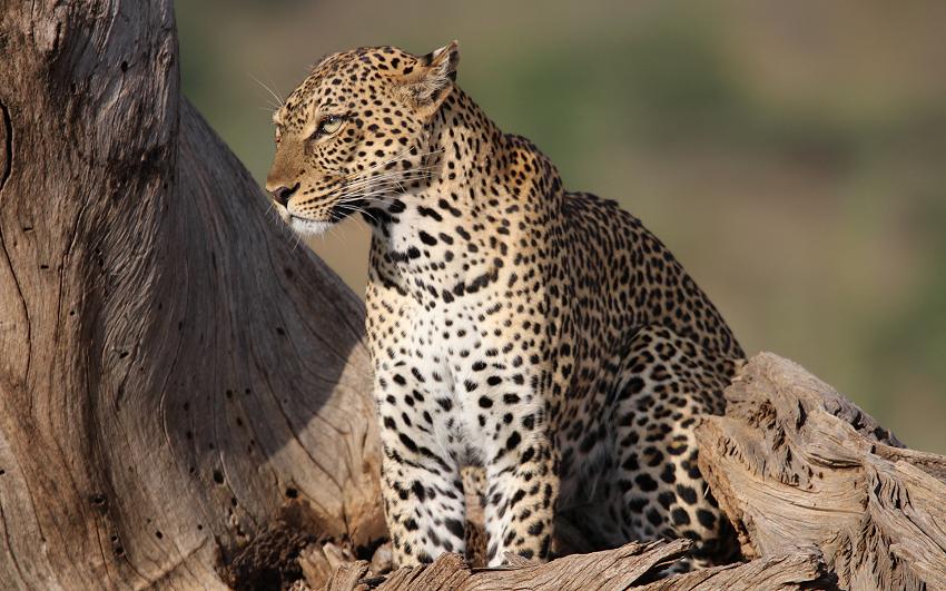 Leopard 0,1 Samburu