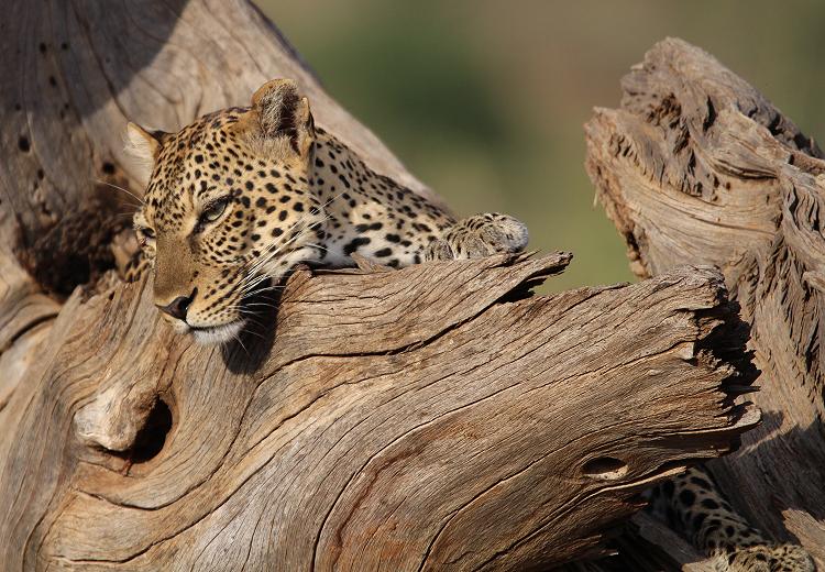 Leopard 0,1 Samburu