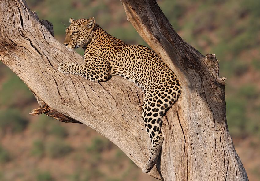 Leopard 0,1 Samburu