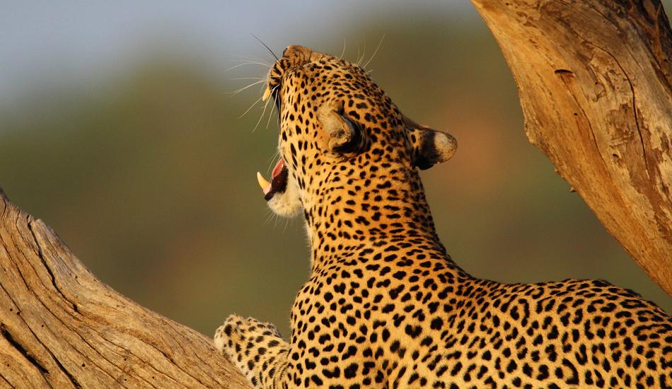 Leopard 0,1 Samburu