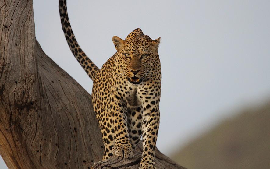 Leopard 0,1 Samburu