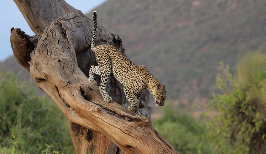 Leopard 0,1 Samburu