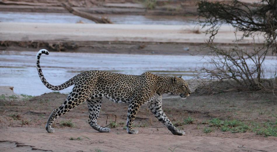 Leopard 0,1 Samburu