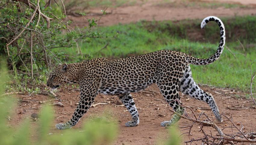 Leopard 0,1 Samburu