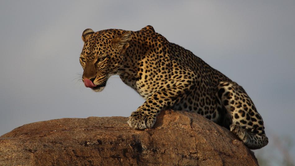 Leopard im Samburu 0,1