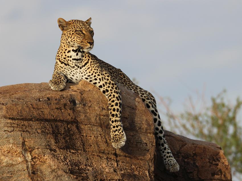 Leopard im Samburu 0,1