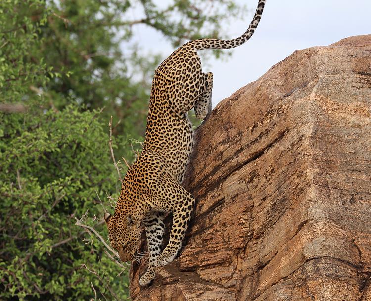 Leopard im Samburu 0,1