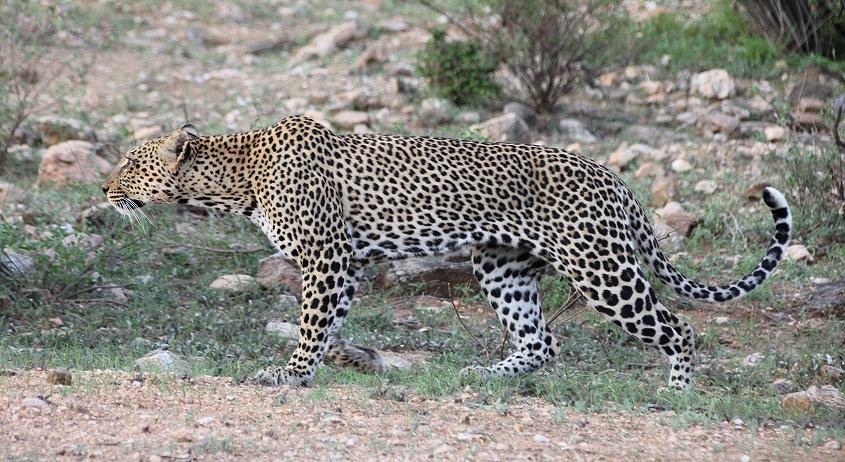 Leopard im Samburu 0,1