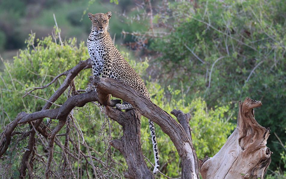 Leopard 0,1 Samburu