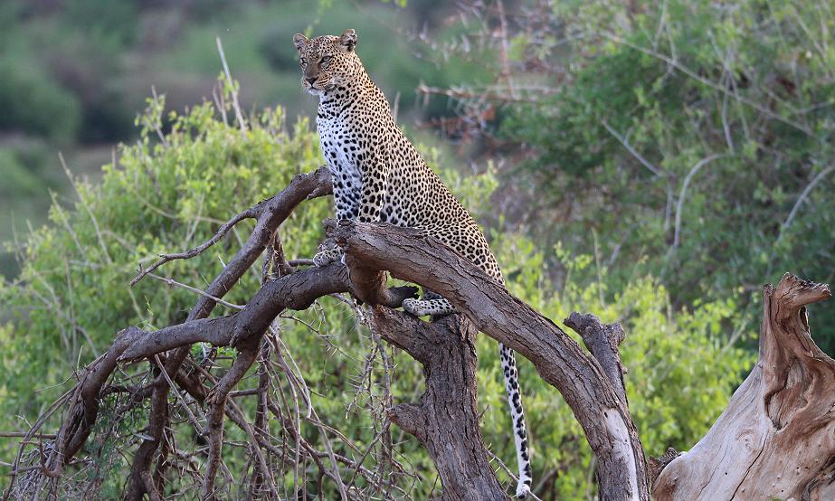 Leopard 0,1 Samburu