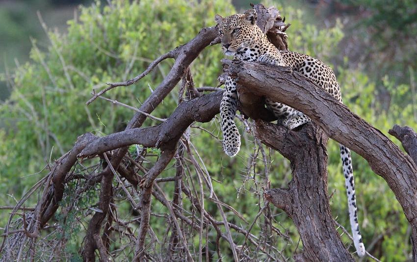 Leopard 0,1 Samburu