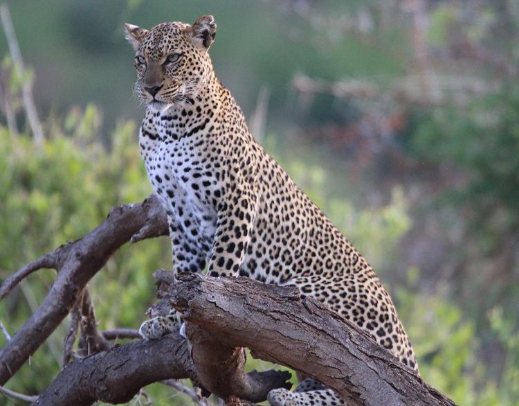 Leopard 0,1 Samburu