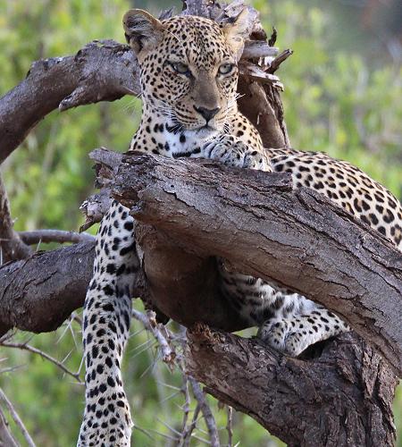 Leopard 0,1 Samburu