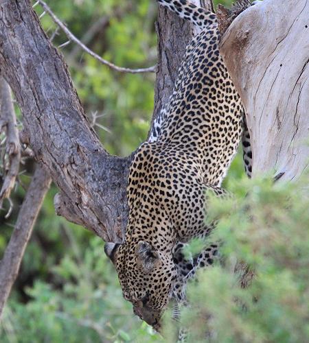 Leopard 0,1 Samburu