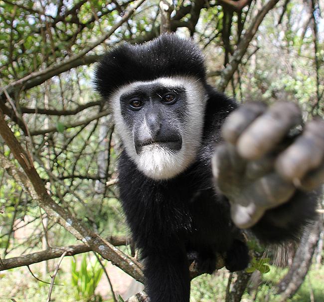 Black and White Colobus 