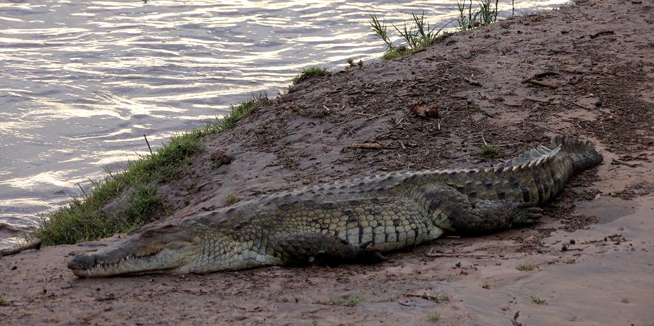 Nilkrokodil
