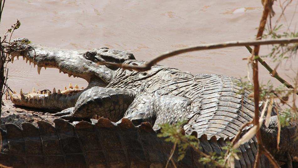 Nilkrokodil Samburu