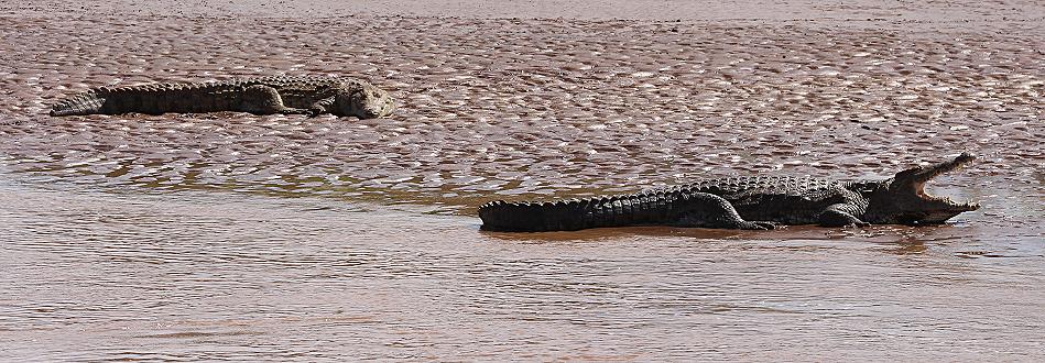 Nilkrokodil Samburu