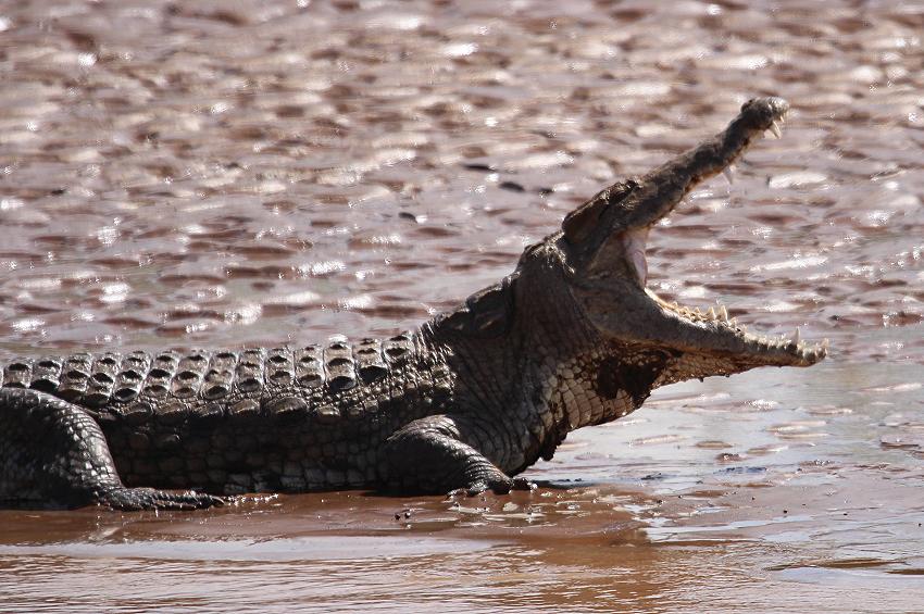 Nilkrokodil Samburu