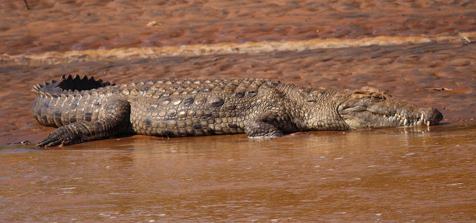 Nilkrokodil Samburu