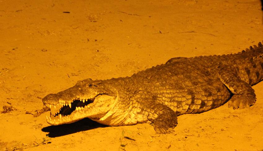 Nilkrokodil