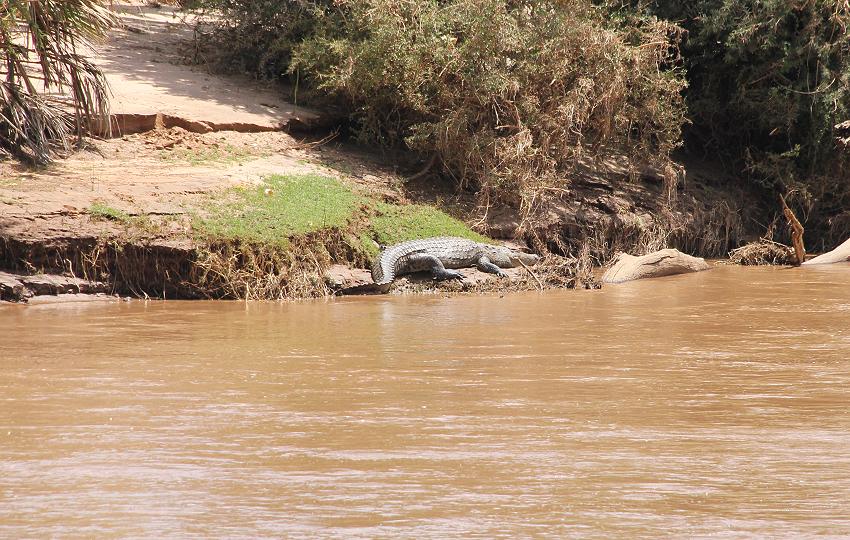 Nilkrokodil Samburu
