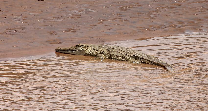 Nilkrokodil Samburu