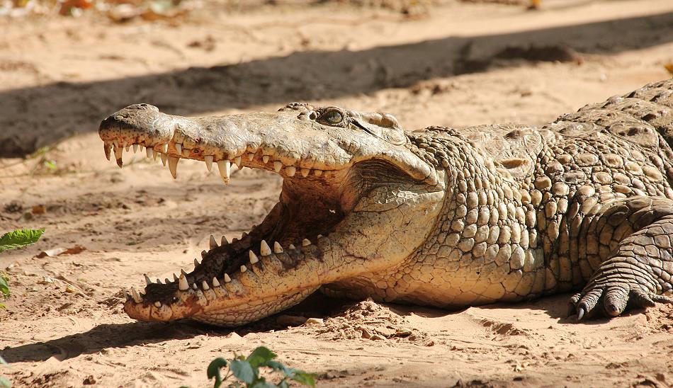 Nilkrokodil Samburu