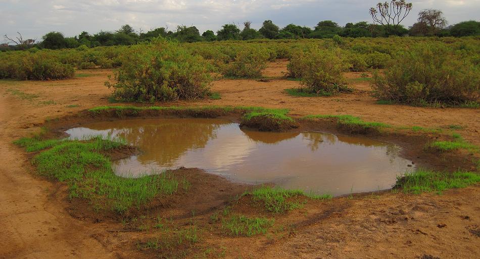Nilkrokodil Samburu