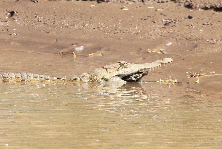 Nilkrokodil Samburu
