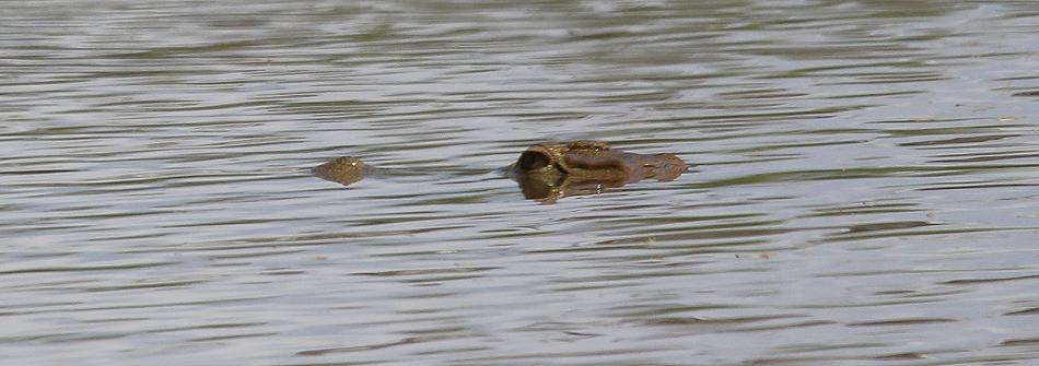Nilkrokodil Samburu