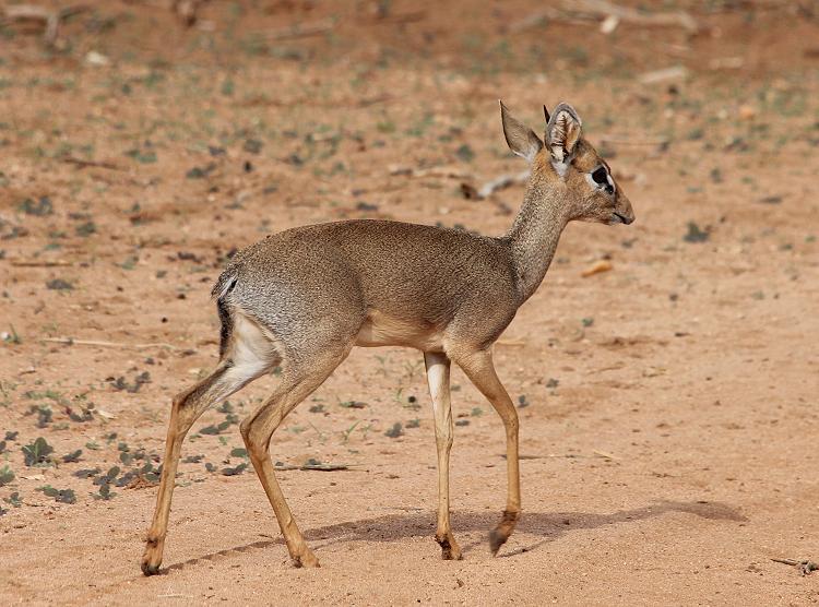 Dik Dik