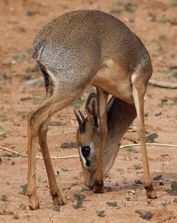 Dik Dik