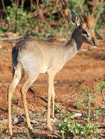 Dik Dik
